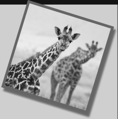 foto's